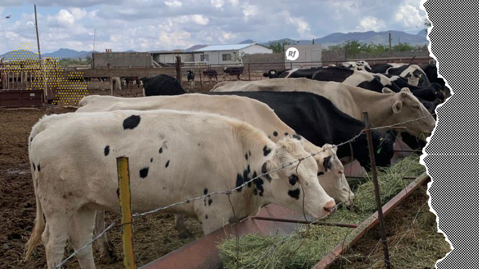 Ganaderos de Chihuahua reciben créditos emergentes ante cierre de frontera Secretaría de Desarrollo Rural ofrece créditos accesibles a ganaderos en Chihuahua para enfrentar el cierre de frontera por el Gusano Barrenador del Ganado.