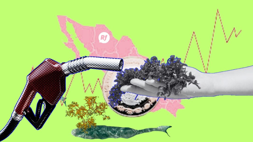 Bloques y combustibles hechos de sargazo: una alternativa sustentable que transforma un problema ambiental en energía renovable y construcción ecológica.