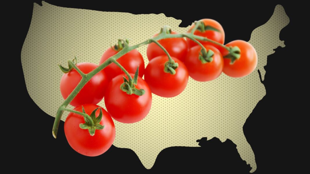 Acuerdo de Sucesión del Tomate Fresco México EE.UU. Productores mexicanos de jitomate enfrentan la cancelación del acuerdo con EE.UU., poniendo en riesgo precios, abasto y la estabilidad del mercado agrícola bilateral.