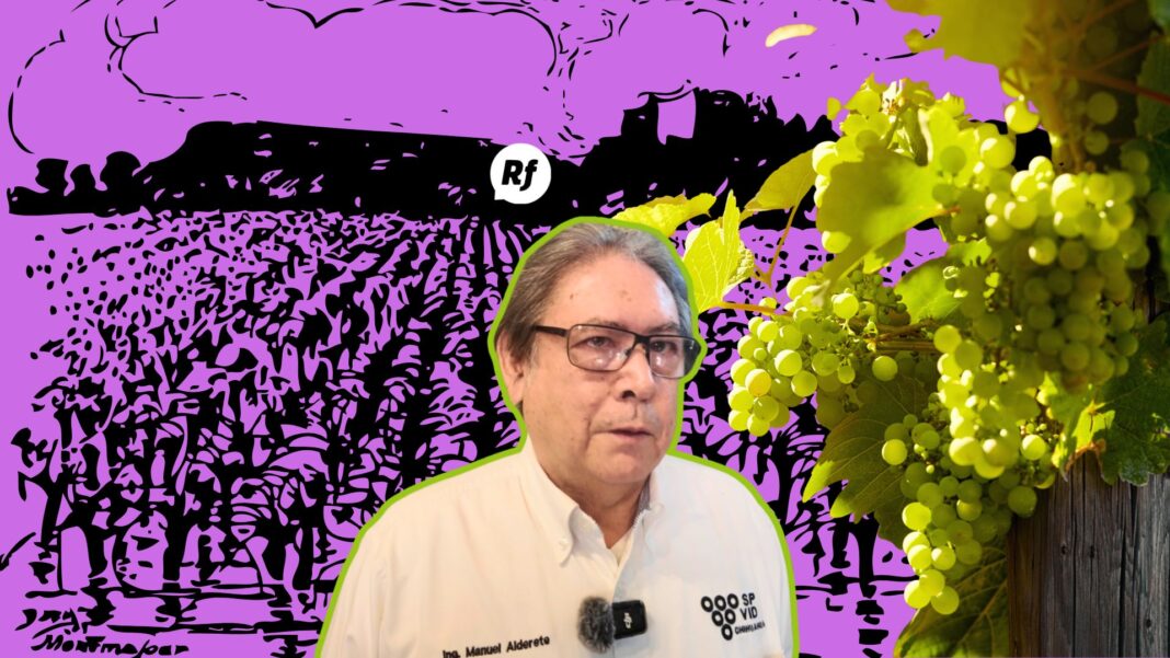 Productor de vino en viñedo del norte de México mostrando uvas en cultivo en crecimiento