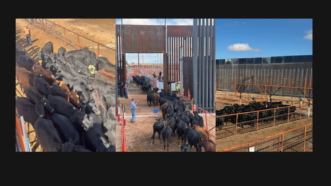 Ganado de Chihuahua cruza hacia Estados Unidos por el puerto fronterizo San Jerónimo-Santa Teresa.